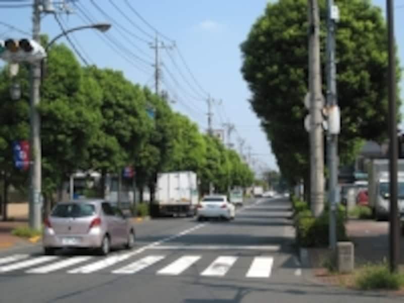 多磨霊園近くの並木