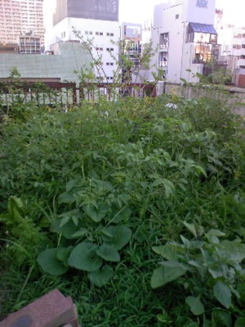 谷町空庭の空畑
