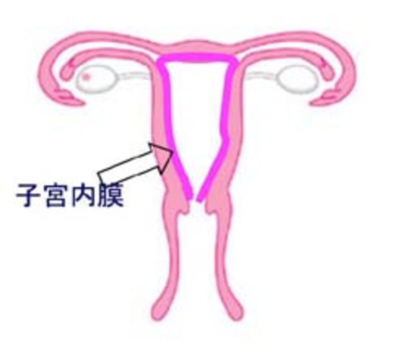 子宮内膜ってココのこと！
