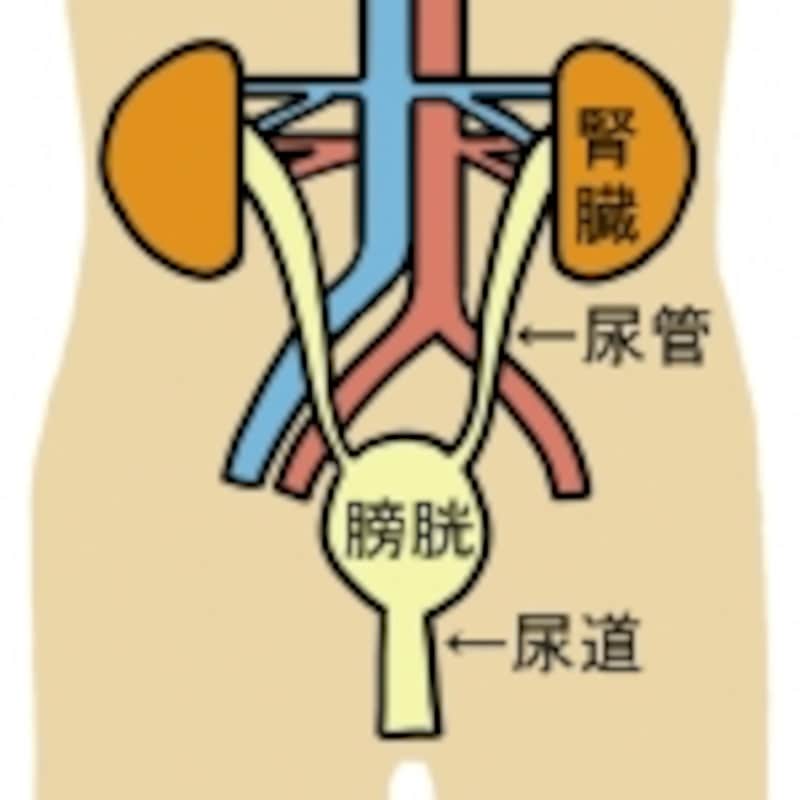 尿路を構成する臓器の配置