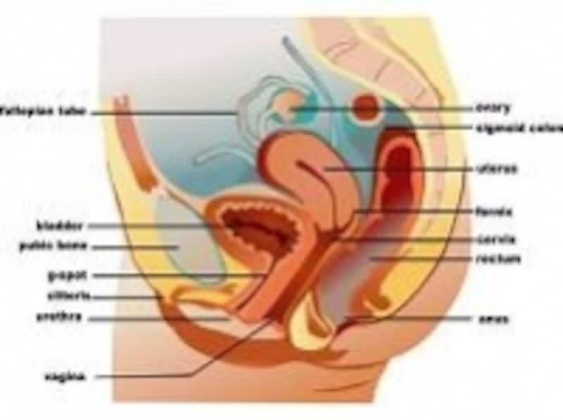 骨盤の底には、子宮・膀胱・直腸などの臓器があります