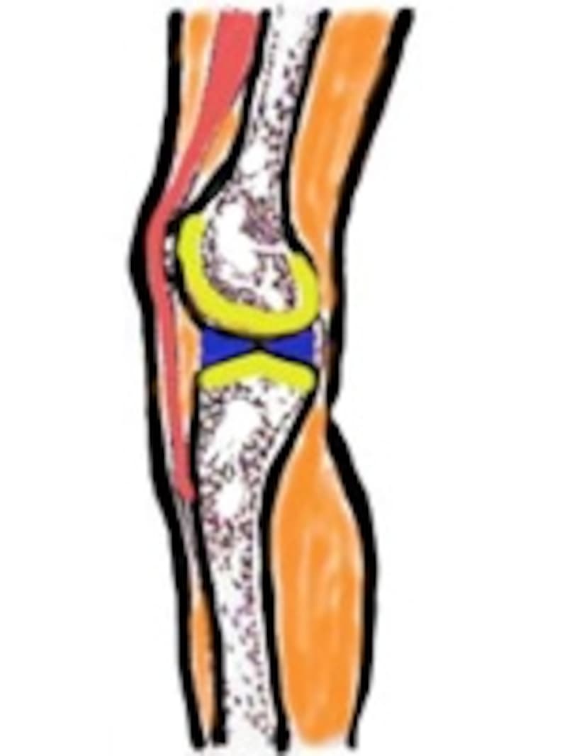 膝の痛みや違和感 膝が痛いとき考えられる9つの原因 骨 筋肉 関節の病気 All About