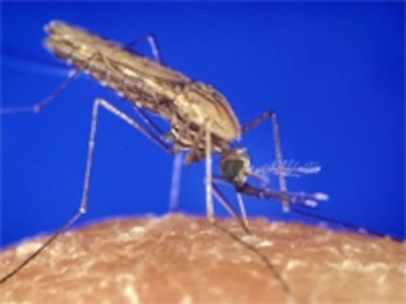 蚊は病気の原因となります。