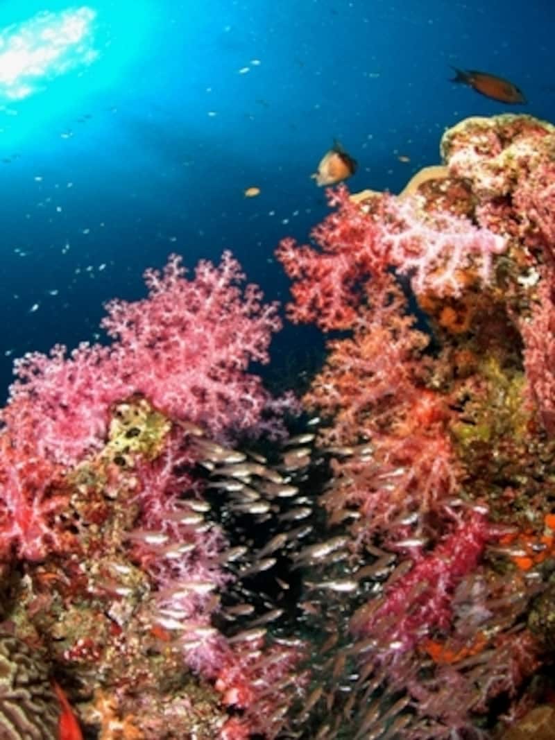 プーケットの海は竜宮城にたとえられるほど色鮮やか(c)タイ政府観光庁