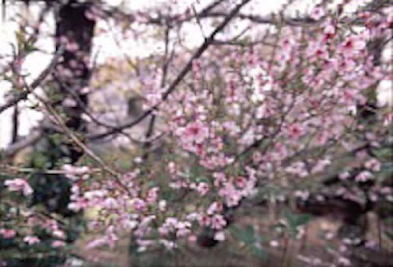 富士桜