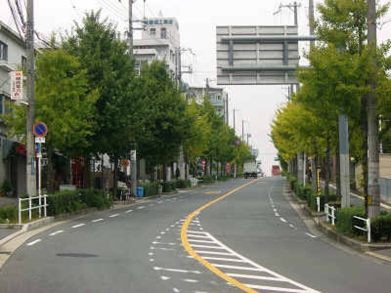 きれいな並木道