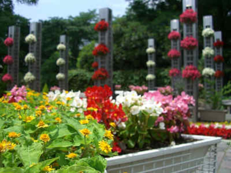 住吉公園の花