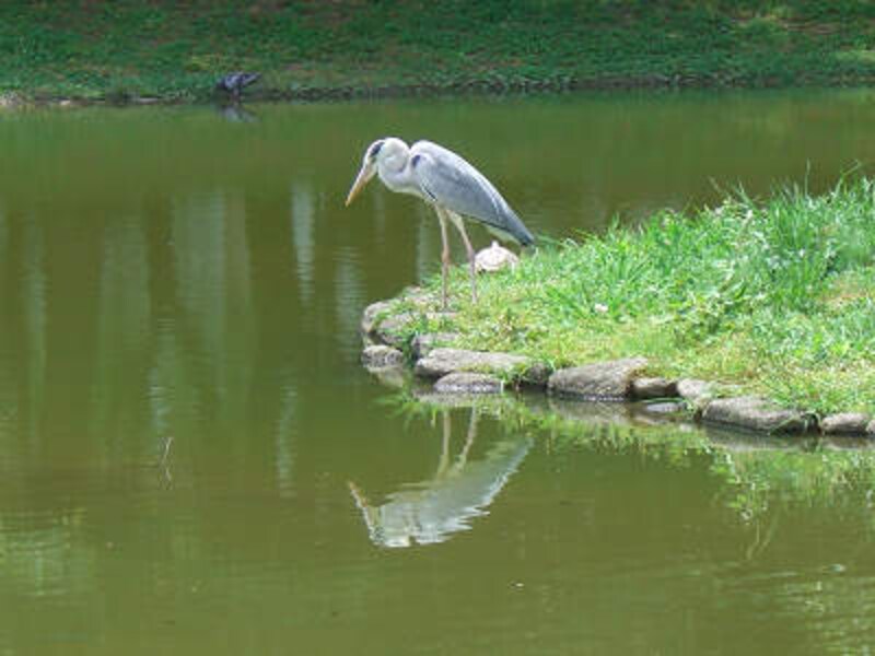 住吉公園で鳥が！