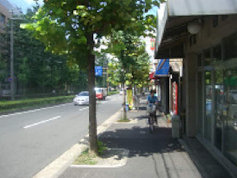 街路樹の似合う通り
