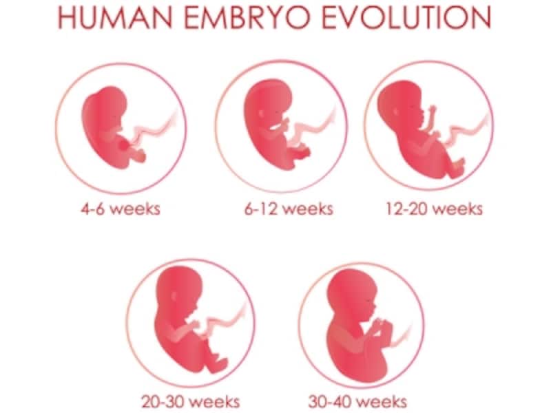 読み方 胎芽 胎児の発達段階