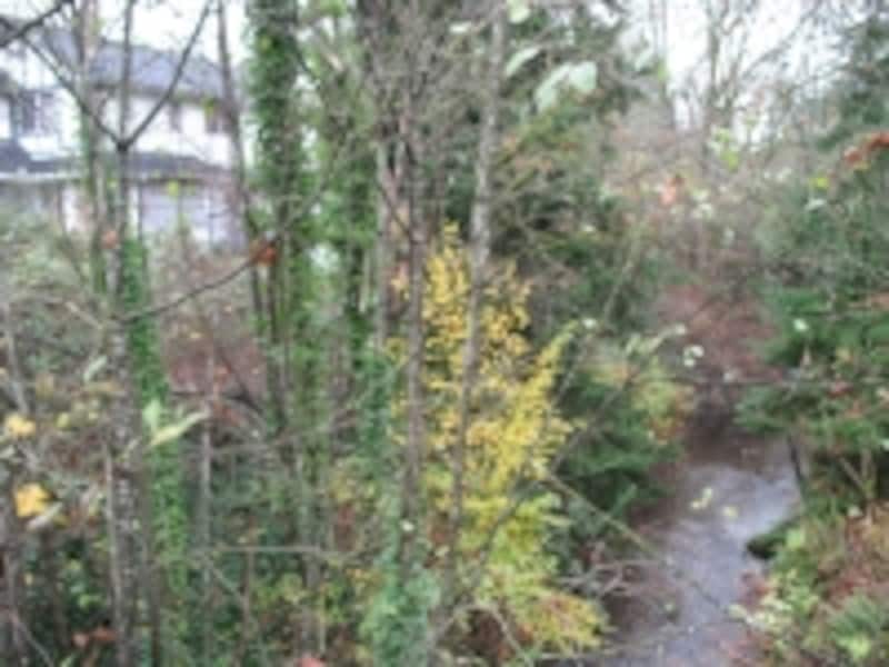 バンクーバー近郊を流れるストーニークリーク