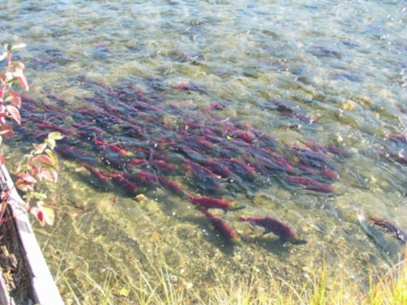 川を遡上するソーカイサーモン（紅鮭）。体長は50～60cm程度。 (C) Blue Works