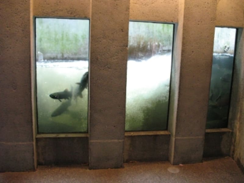 ガラス張りの魚道から、遡上するサーモンが見られる！ 画像内に見えるのはコーホー（銀鮭）で体長は60～70cm(C) Blue Works