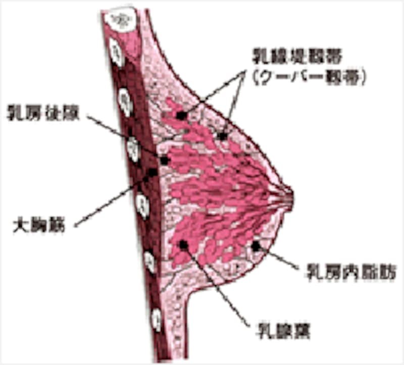 いつまでも美乳