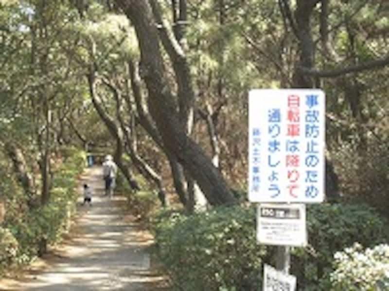 なぎさの散歩道