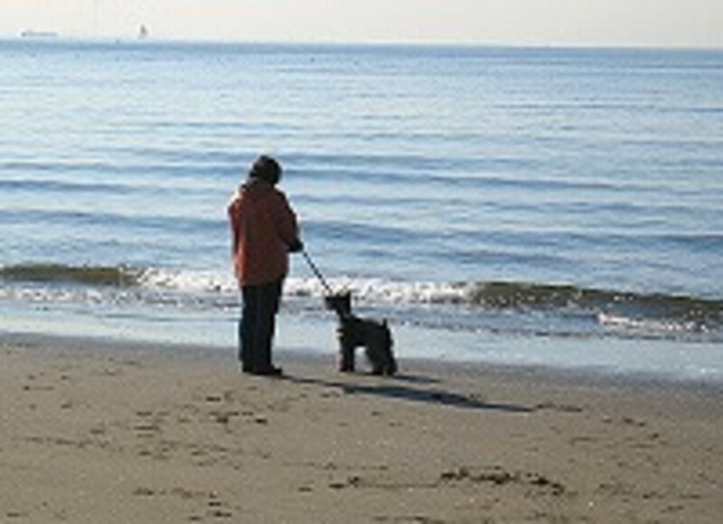 海と犬