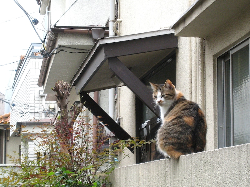 住宅街の猫