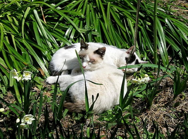 草むらの中の猫