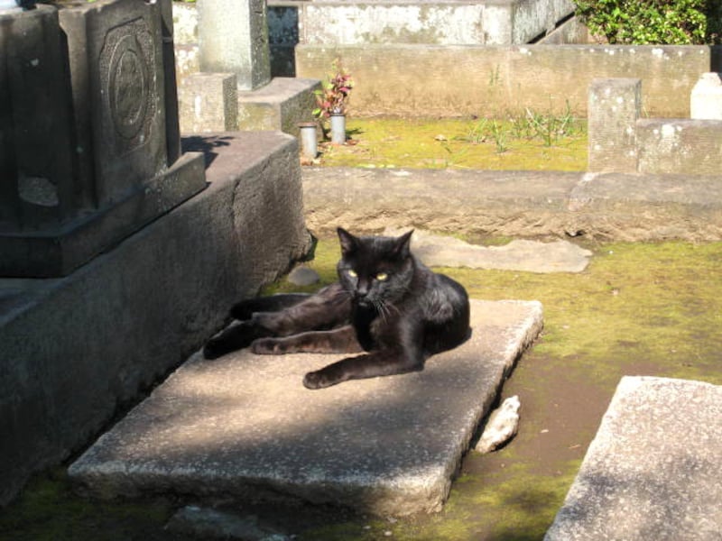 谷中霊園の猫