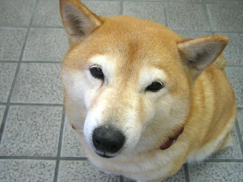 犬