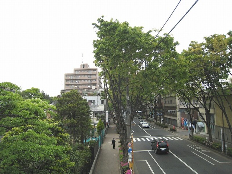 中杉通り沿い