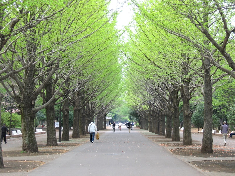 都立光が丘公園