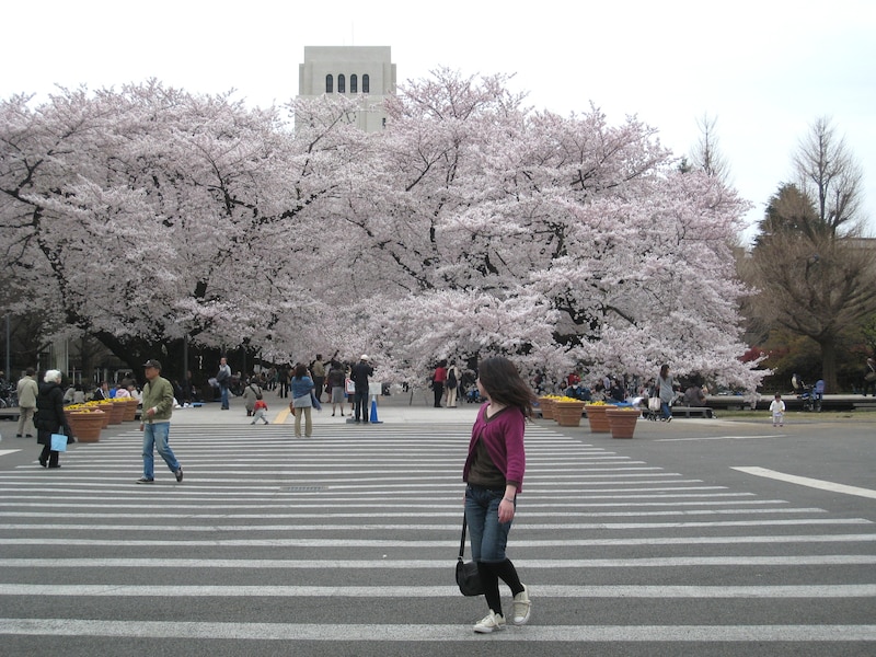 東工大の桜