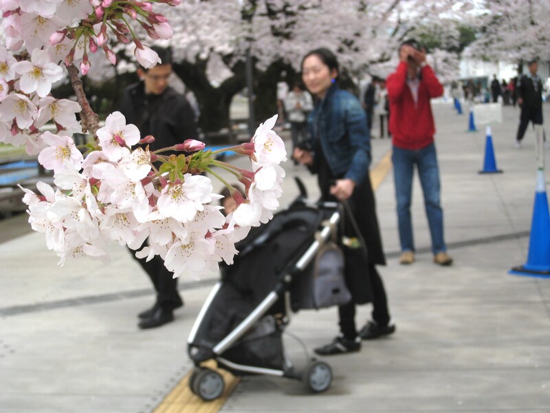 桜とファミリー