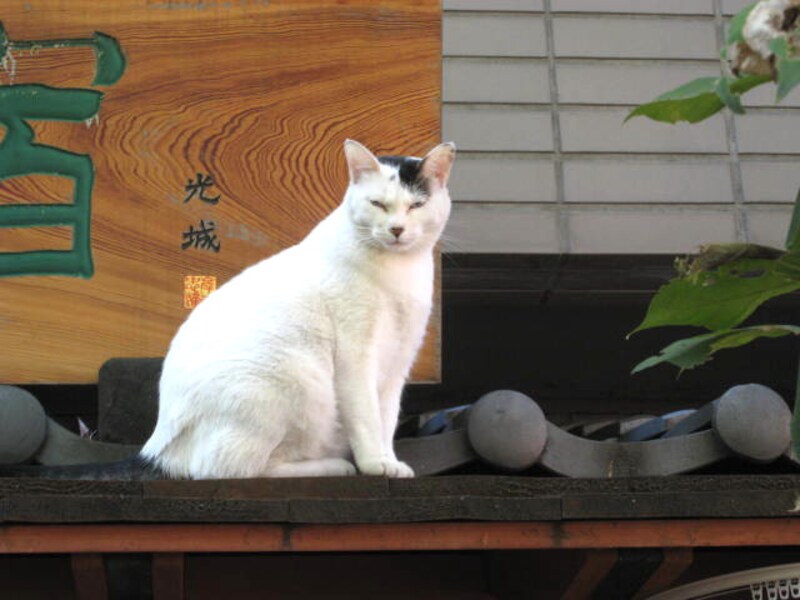 深川の猫