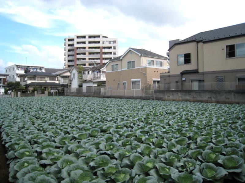 キャベツ畑と住宅