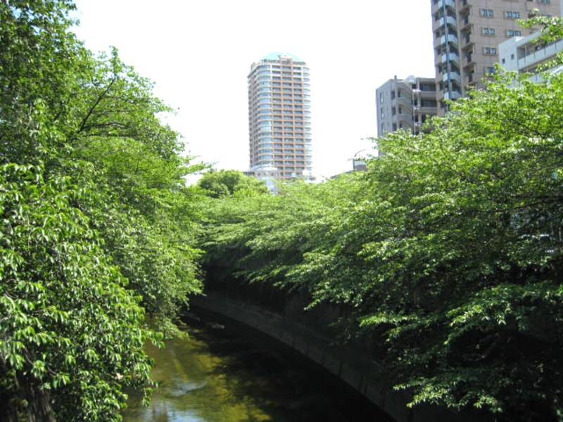 神田川沿い