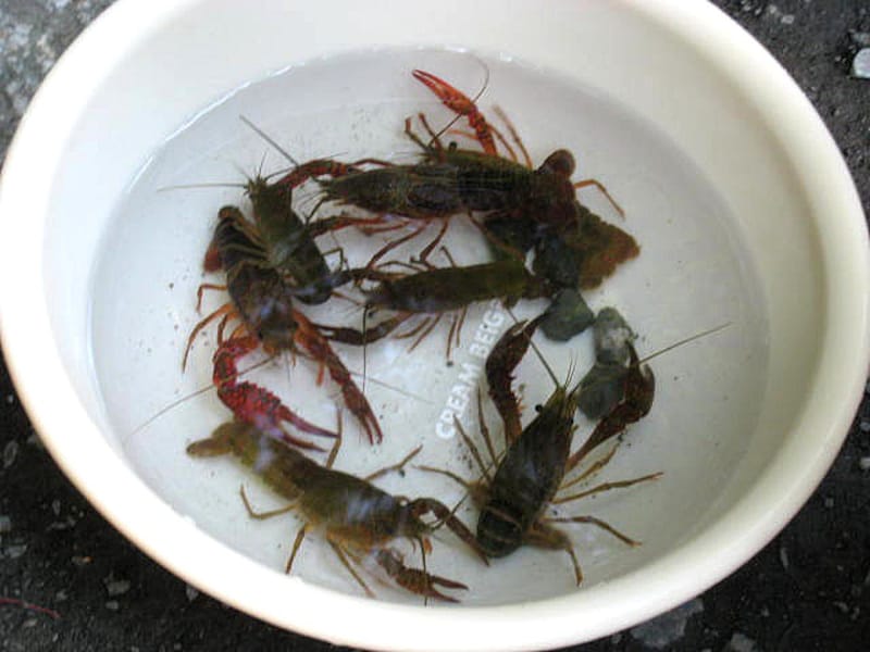 水路で獲れたざりがに