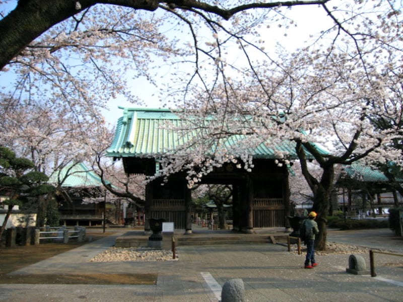 桜の祐天寺
