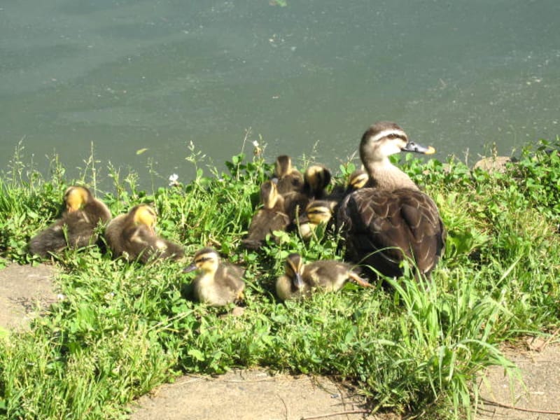 元淵江公園の鴨