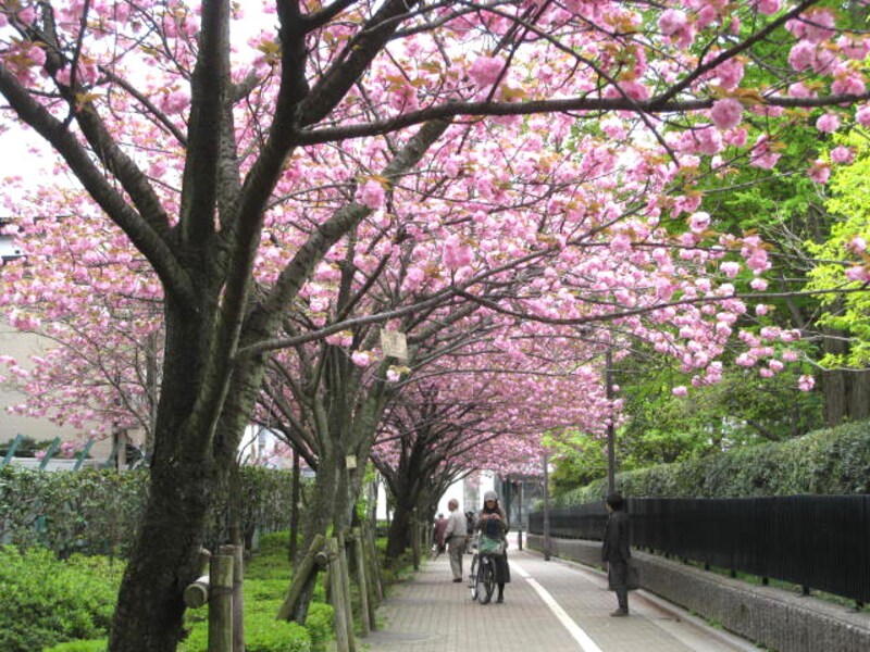 駒場の公園への道