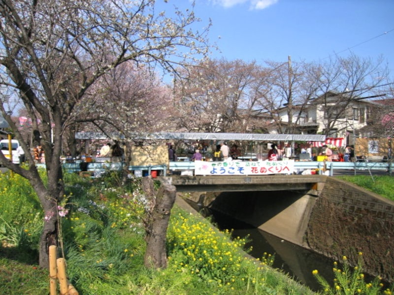 引地川沿いの桜
