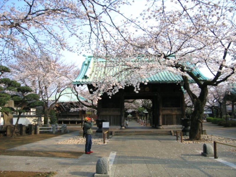 祐天寺の桜