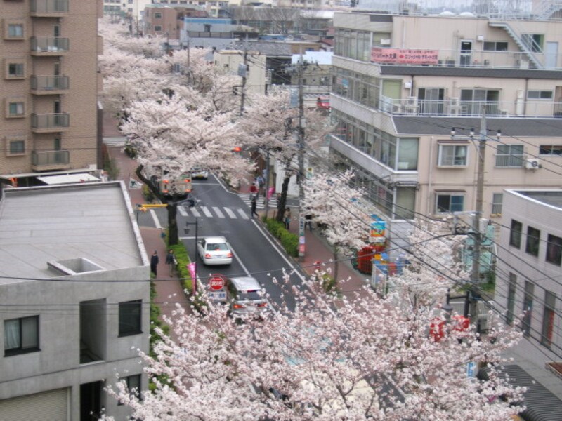 大泉学園の桜並木