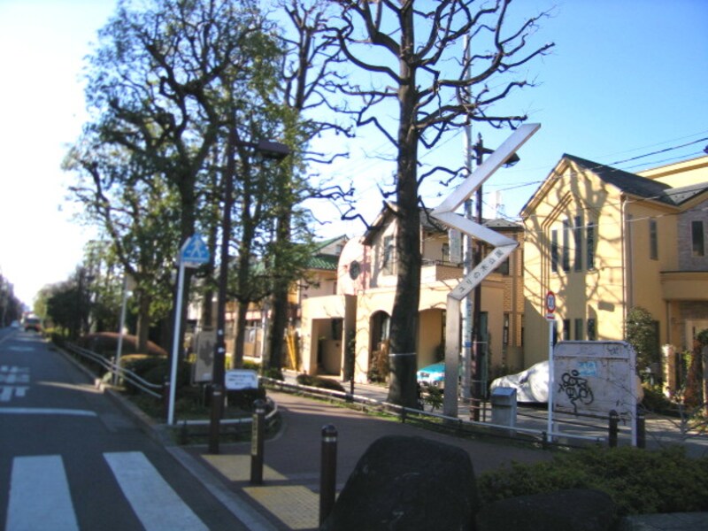 ゆりの木通り