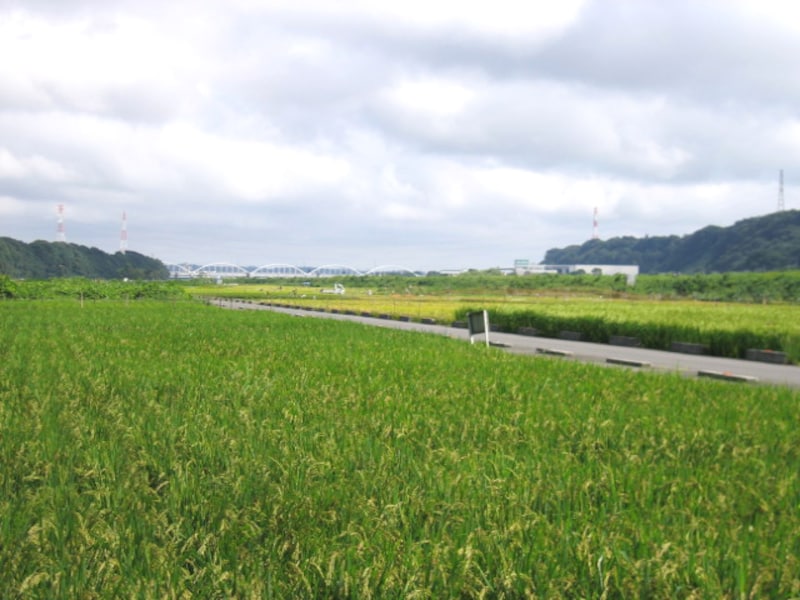 相模川近くの農地