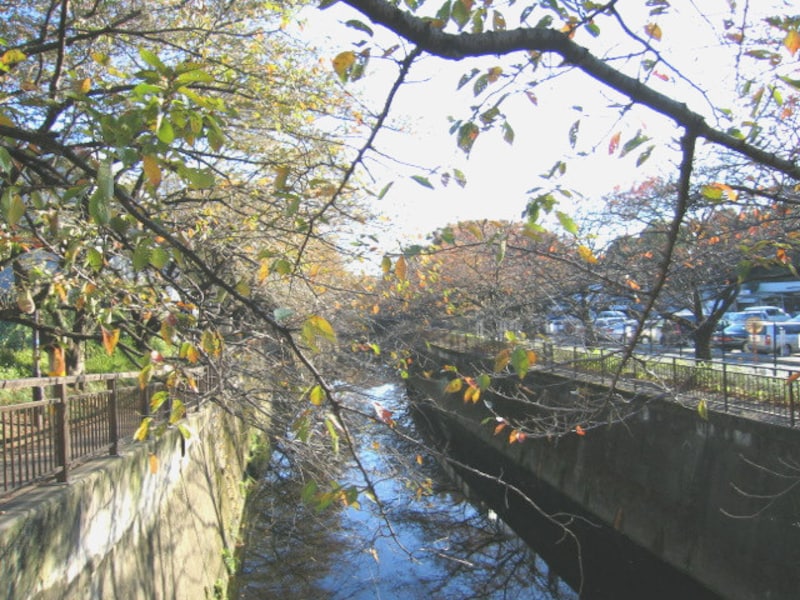 仙川沿いの桜並木