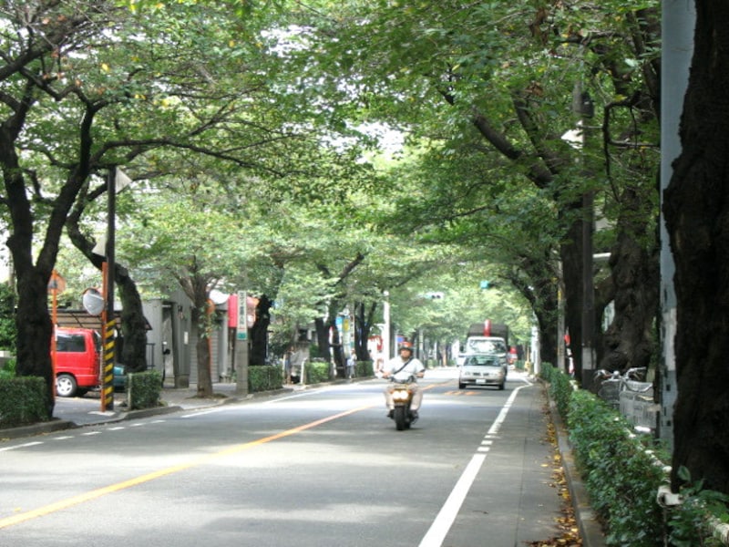 武蔵野市の桜並木