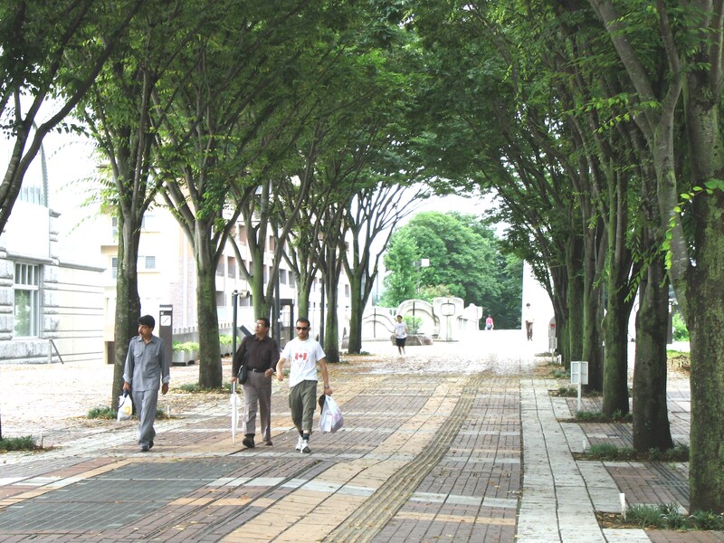 つくば駅周辺の並木