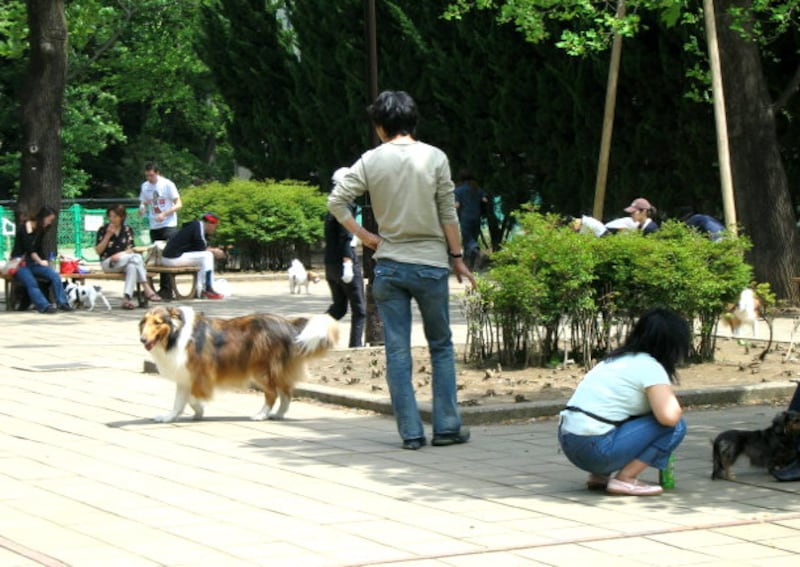 駒沢公園のドッグラン