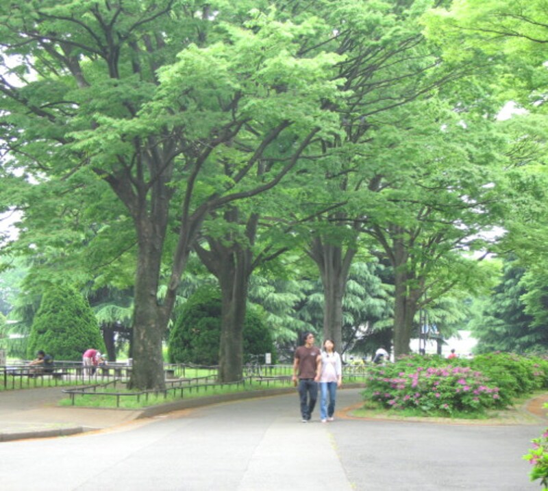 駒沢公園イメージ