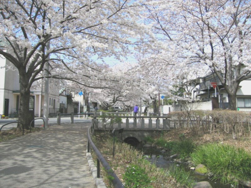 北沢川緑道