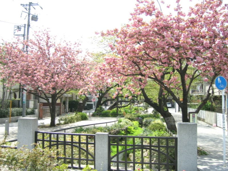 北沢川緑道の八重桜