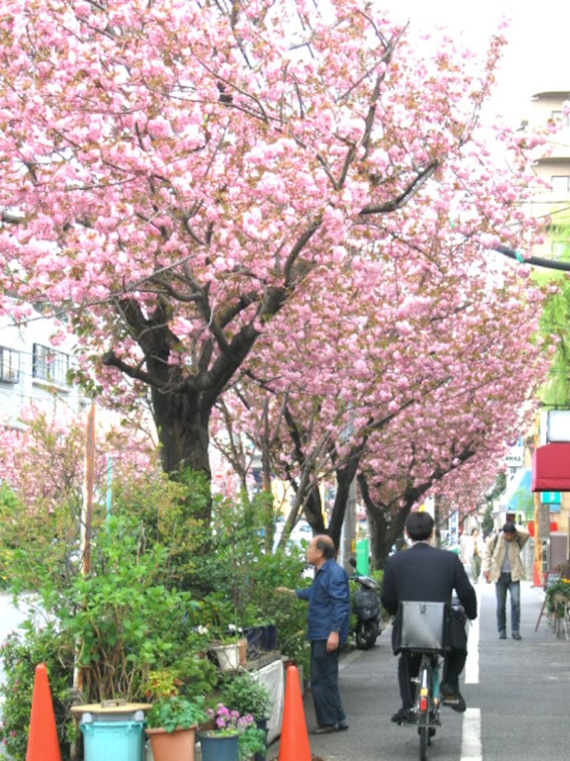 桜新町の桜