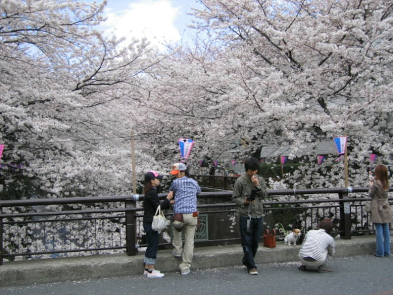 目黒川沿いの桜