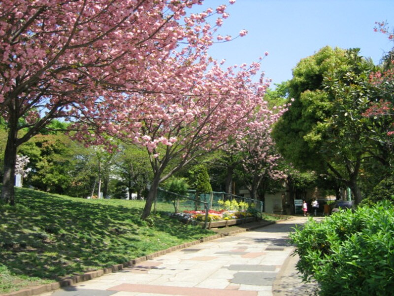 美しい街、植栽